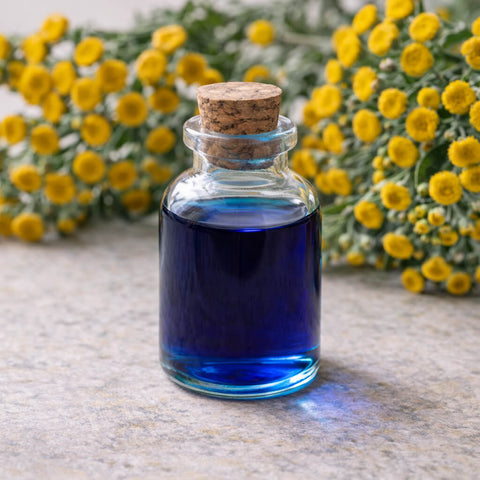 blue tansy flower oil