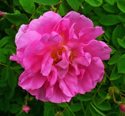 rosa damascena oil