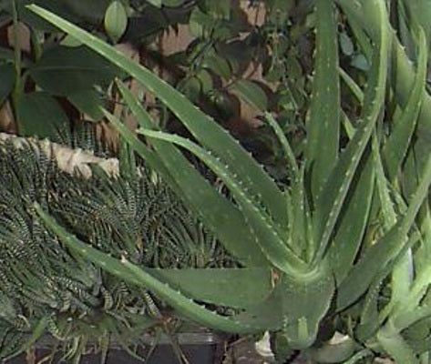 aloe barbadensis butter