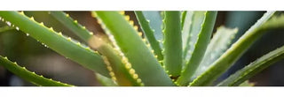 There is a beauty in its simplicity. In its purest form, aloe vera.