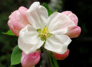 apple blossom