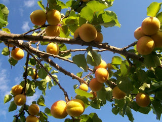 apricot oil