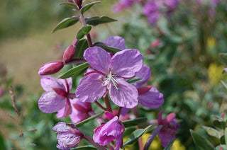 arctic river flower