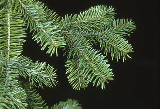 balsam fir tree oil