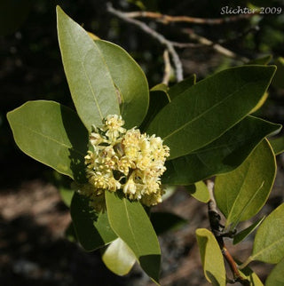 bay laurel essential oil