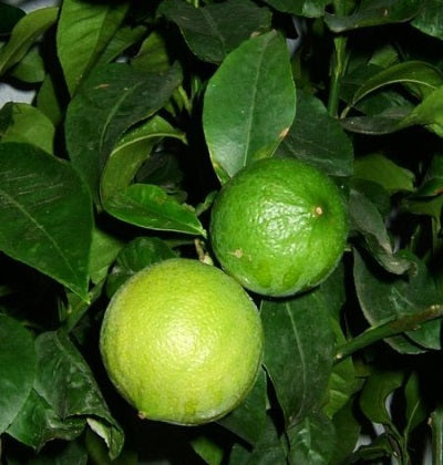 bergamot oil