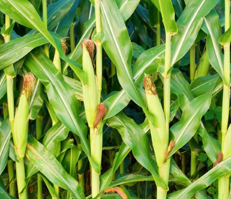 biodegradable corn