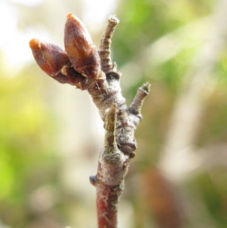 birch bud extract