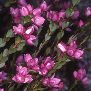 boronia