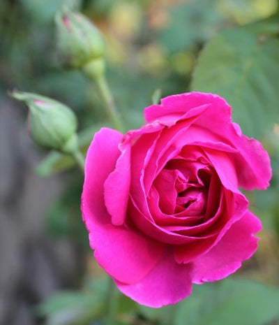 bourbon rose flower oil