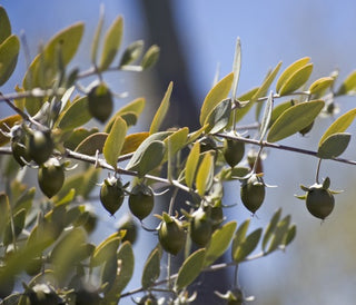 jojoba oil certified organic