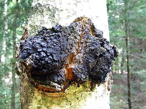 chaga mushroom certified organic