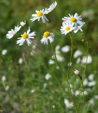 chamomile whole flower extract