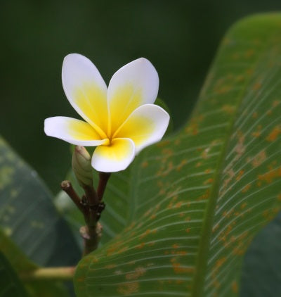 champa flower