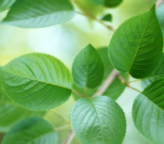 chlorophyllin