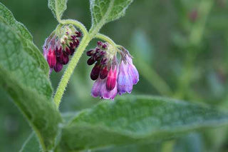 comfrey extract