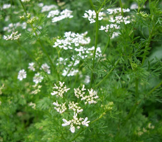 coriander whole essential oil