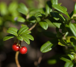 cranberry seed oil