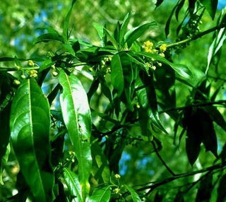 cubeba oil