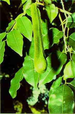 elemi oil