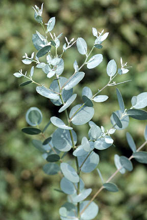 eucalyptus whole essential oil