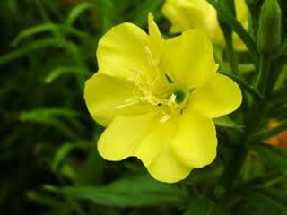 evening primrose oil