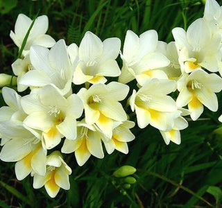 freesia