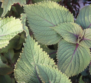 garden mint oil