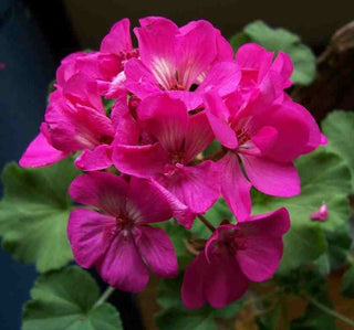 geranium oil