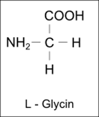 naturally occurring amino acid derived from glycin