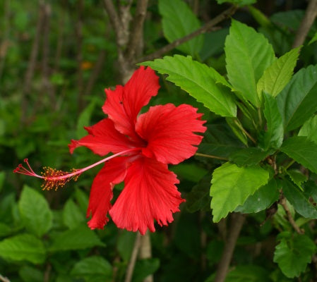 hibiscus extract