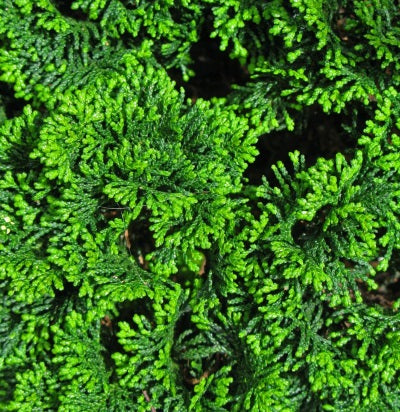 hinoki oil japanese cypress