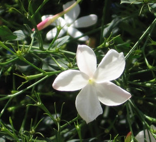 jasmine grandiflorum oil