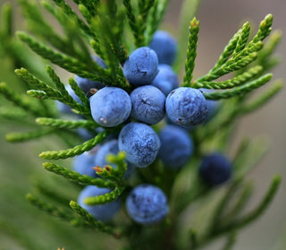 juniper berry oil