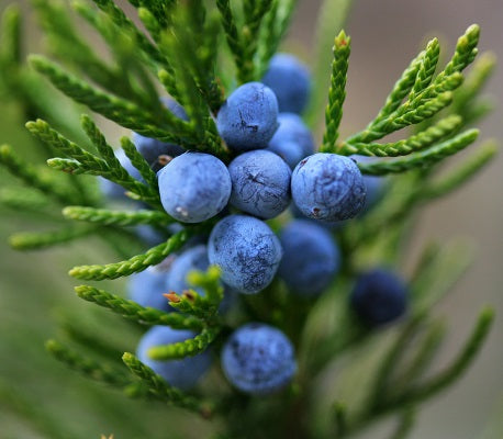 juniper berry oil