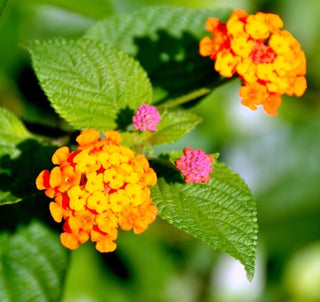 lantana camara oil