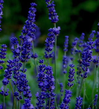 lavender flower water