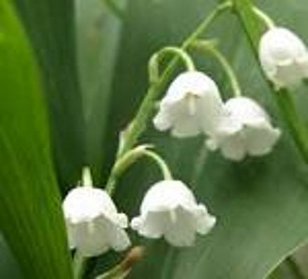 lily of the valley oil