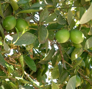 lime oil