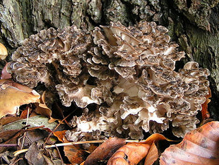 maitake mushroom certified organic