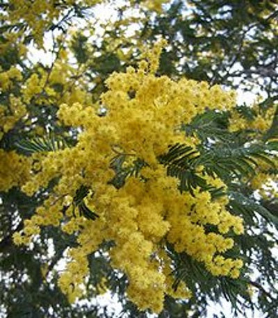 mimosa oil