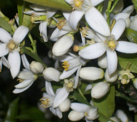 neroli oil