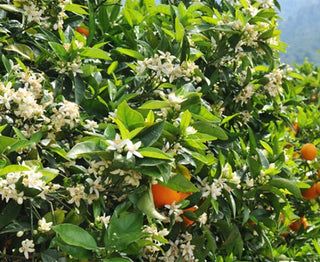 orange flower