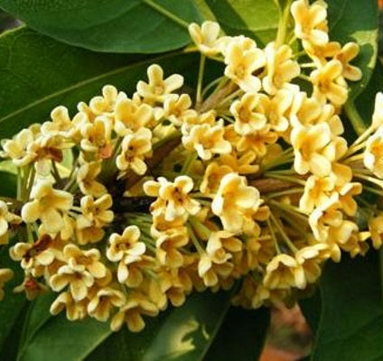 osmanthus oil