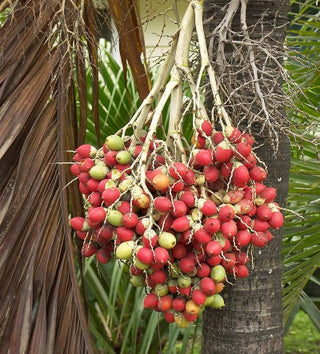 palm oil