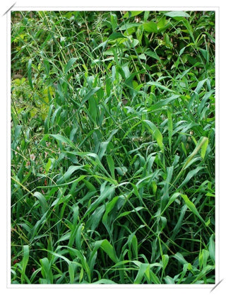 palmarosa grass oil