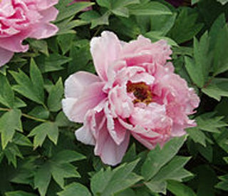 peony oil