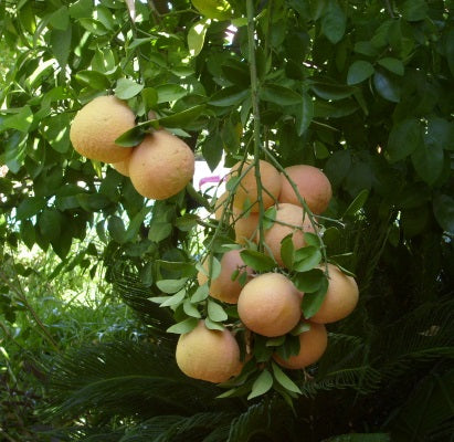 pink grapefruit rind