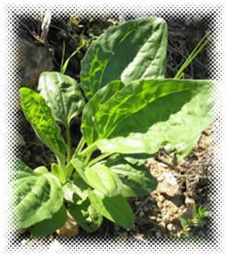 plantain extract