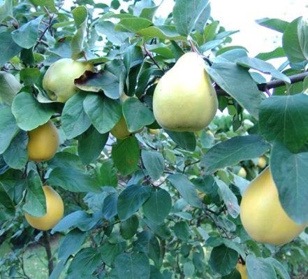 quince oil